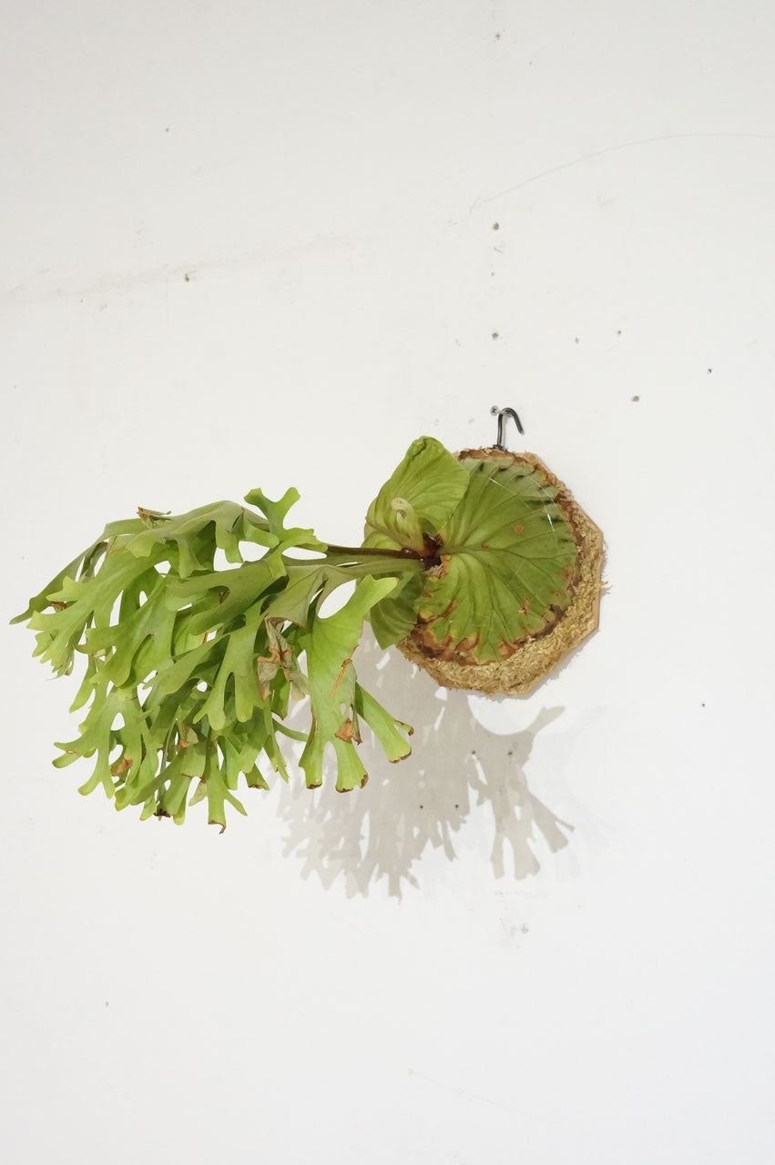 ビカクシダ リドレイ / Platycerium ridleyi (冬季養生中） – Wormhole