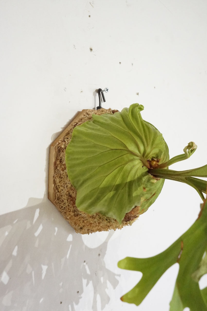 ビカクシダ リドレイ / Platycerium ridleyi (冬季養生中） – Wormhole