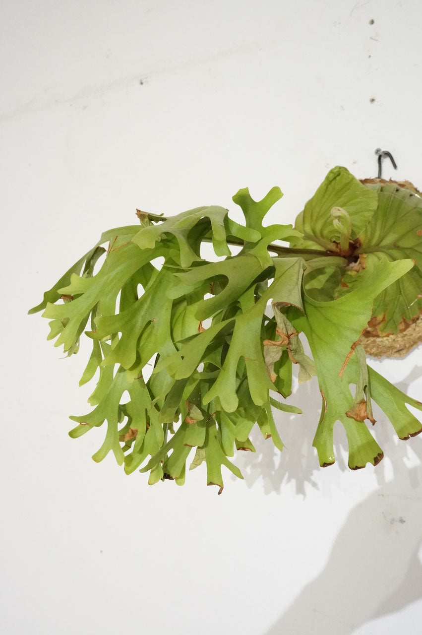 ビカクシダ リドレイ / Platycerium ridleyi (冬季養生中） – Wormhole