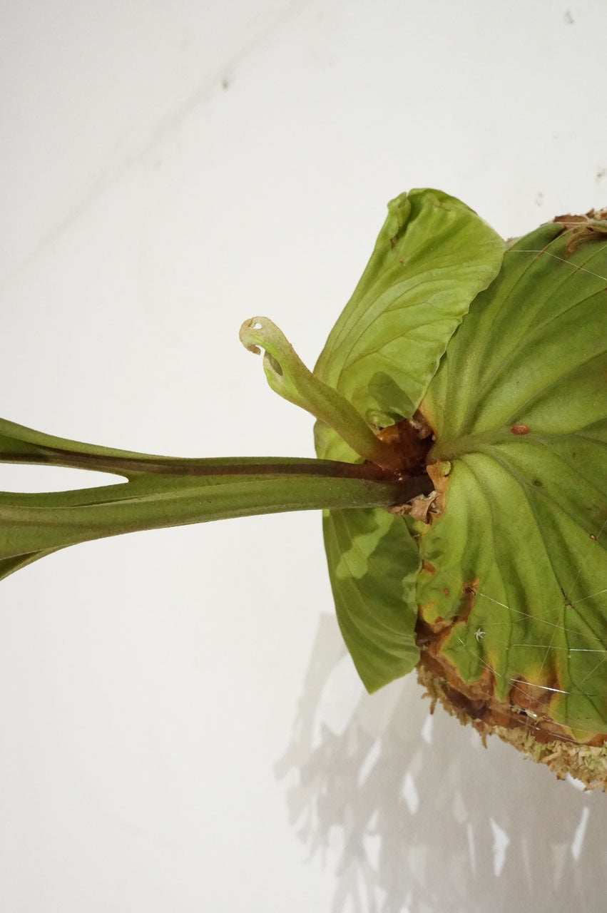 ビカクシダ リドレイ / Platycerium ridleyi (冬季養生中） – Wormhole