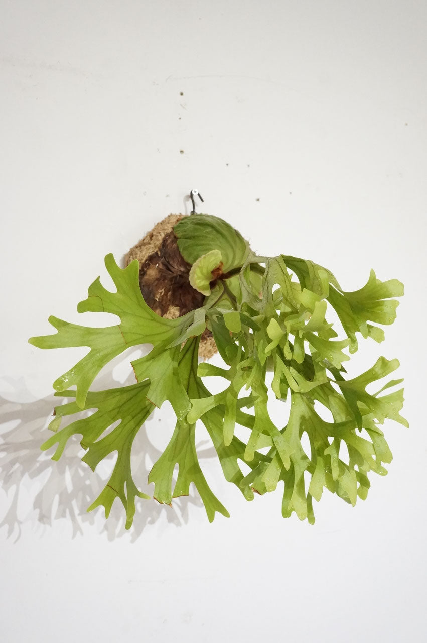 ビカクシダ　リドレイ　/ Platycerium ridleyi (冬季養生中）