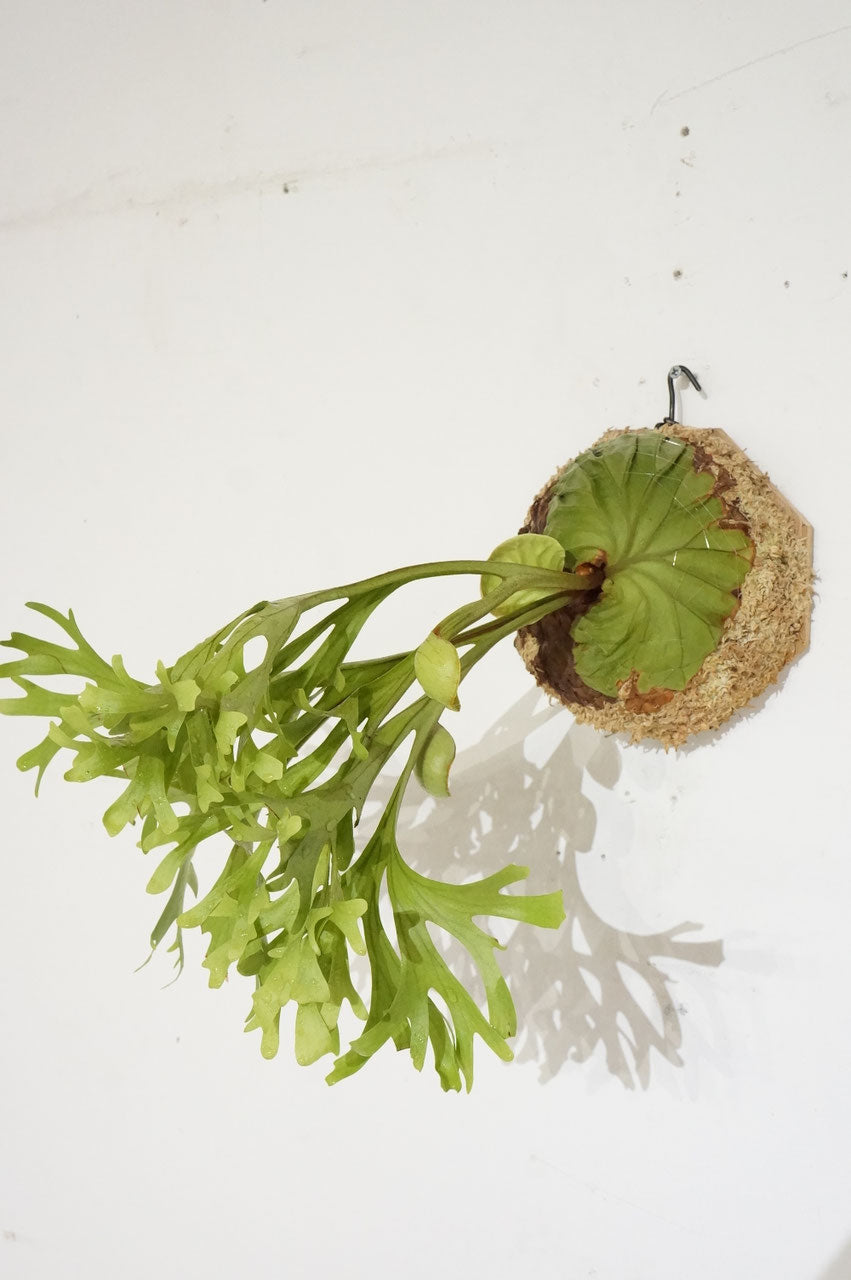 ビカクシダ リドレイ / Platycerium ridleyi (冬季養生中） – Wormhole