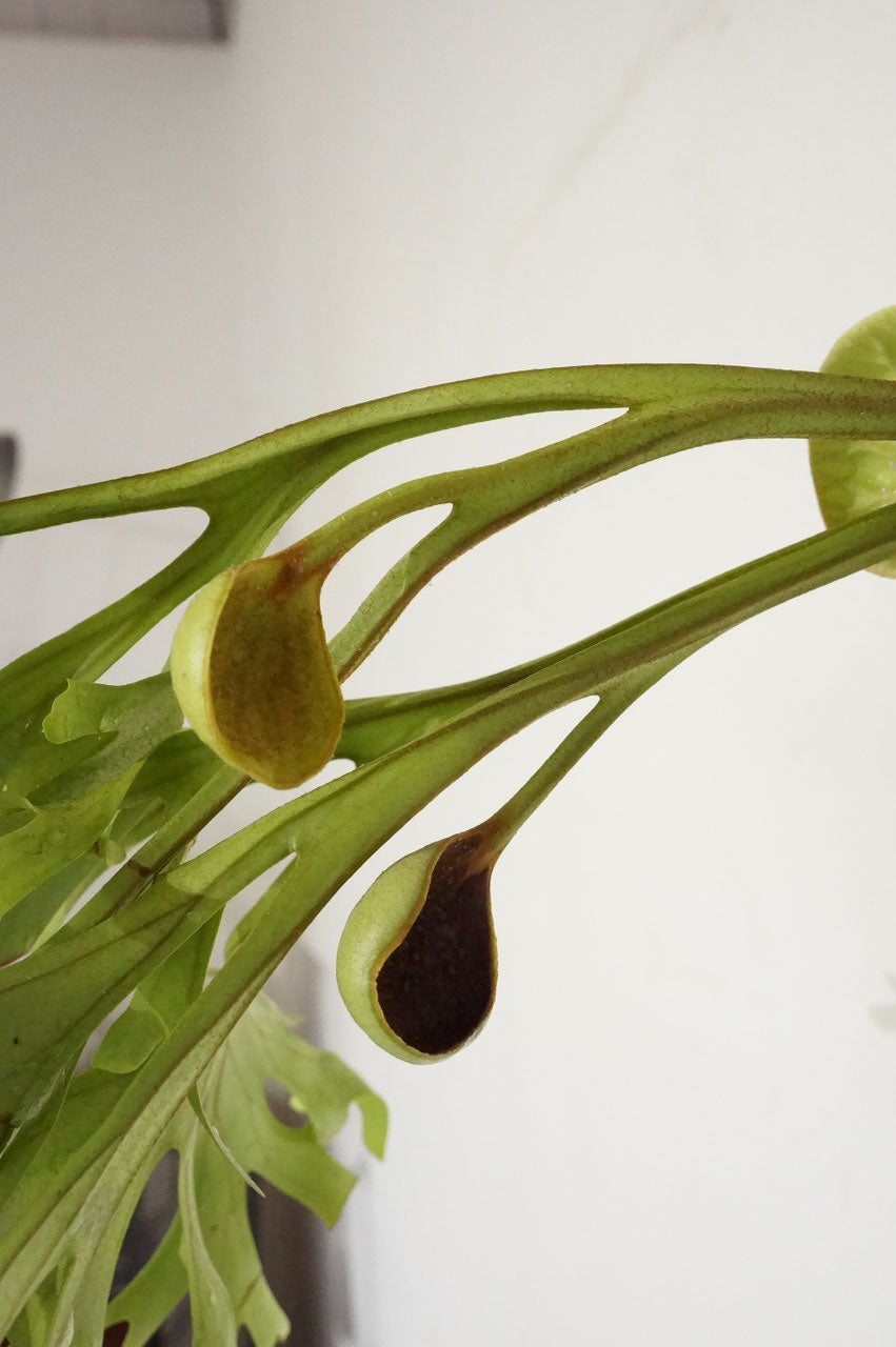 ビカクシダ　リドレイ　/ Platycerium ridleyi (冬季養生中）