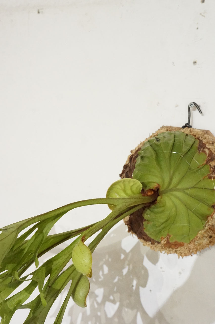 ビカクシダ リドレイ / Platycerium ridleyi (冬季養生中） – Wormhole