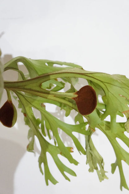 ビカクシダ　リドレイ　/ Platycerium ridleyi (冬季養生中）