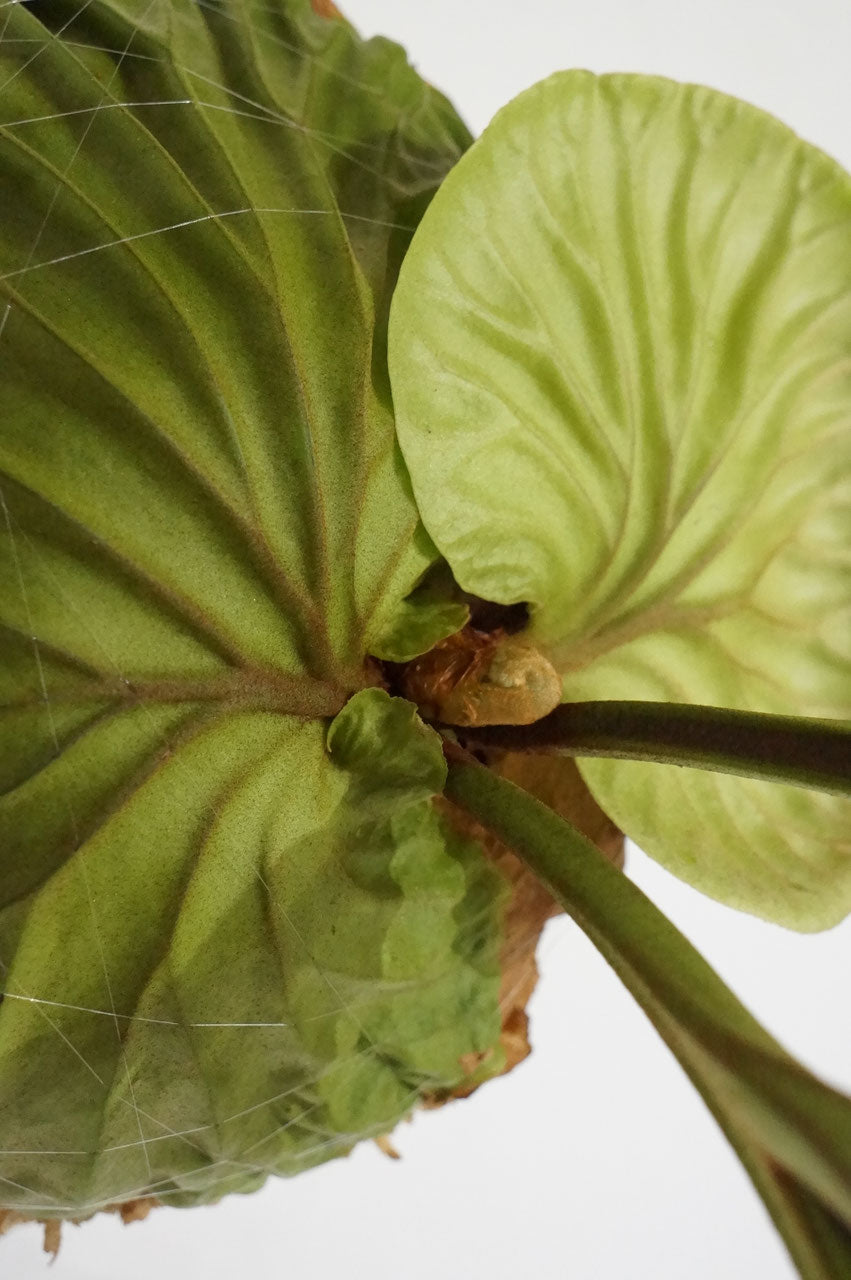 ビカクシダ　リドレイ　/ Platycerium ridleyi (冬季養生中）