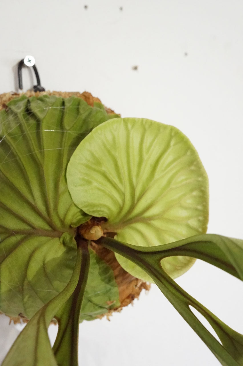 ビカクシダ　リドレイ　/ Platycerium ridleyi (冬季養生中）