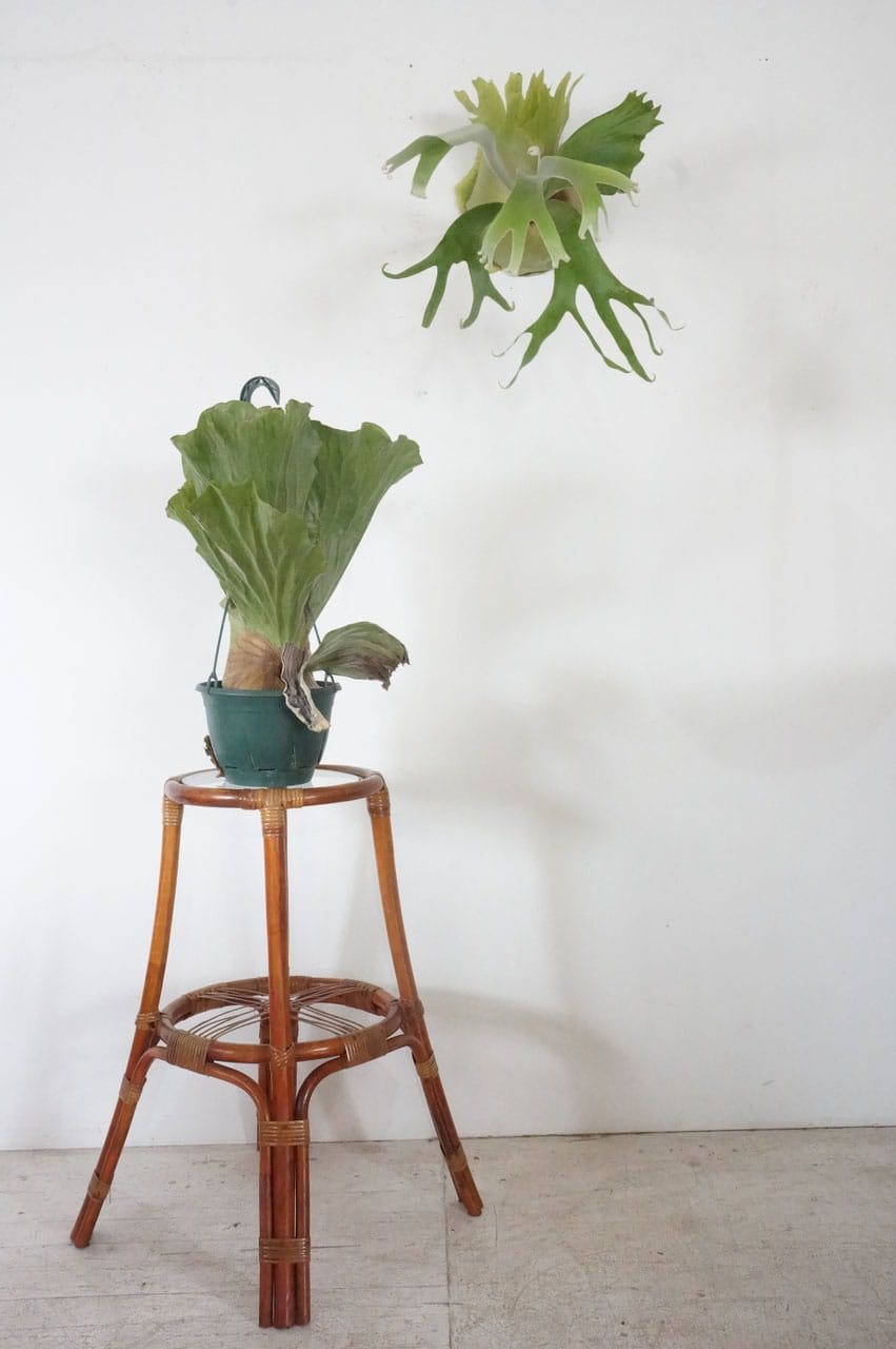 Rattan Stand
