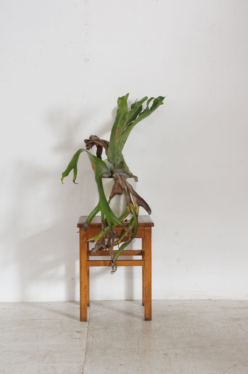 Stool