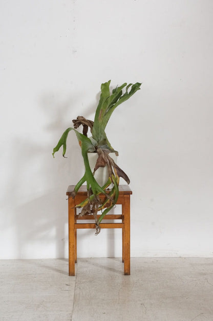 Stool