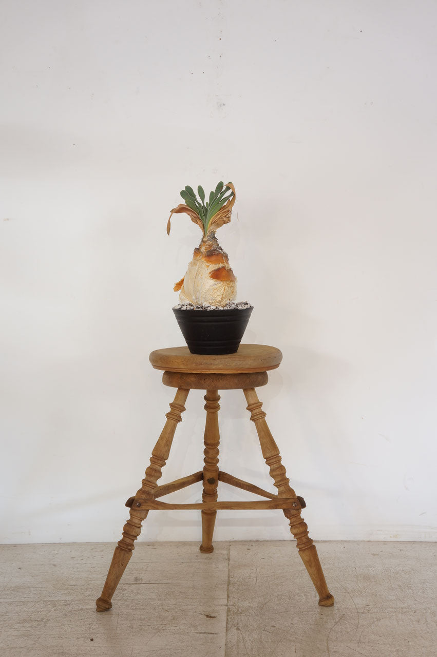 French Antique Stripped Wood Stool